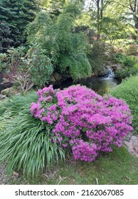 Flowers Of Botanical Garden In Prague