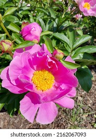 Flowers Of Botanical Garden In Prague