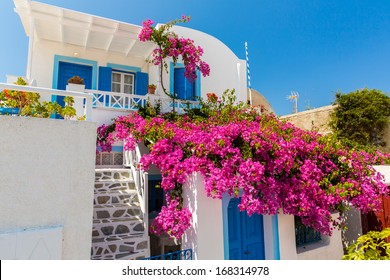 Flowers Bougainvillea In Fira Town - Santorini Island,Crete,Greece.