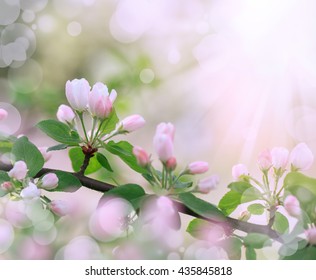 Flowers branch of apple tree in springtime. Blooming blurred bokeh background. Flowers in bloom. Floral backdrops