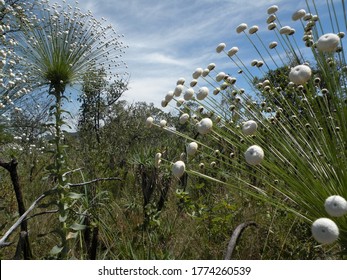 Flowers From The Brazilian Cerrado, Chapada Dos Veadeiros, Brazil