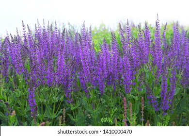 Flowers of bright purple sage in the field. Rich color with bokeh, decorative grass - Shutterstock ID 1410000470