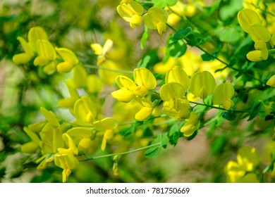 Flowers Of Broom (Genisteae).