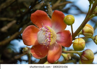 Flowers And Flowers Bud Of Canon Ball Tree.