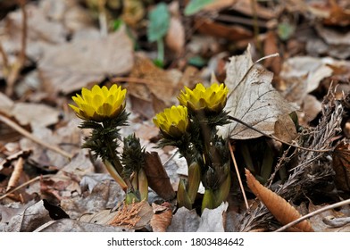 Adonis Amurensis Images Stock Photos Vectors Shutterstock