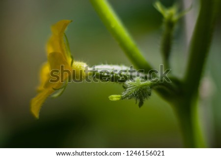 Similar – Young cucumber plant