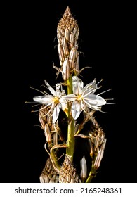 Flowers and buds of a perennial herbaceous plant in order of Asparagales called white Asphodel, Asphodelus ramosus, Asphodelus albus, Asphodelus cerasiferus or Asphodelus aestivus. Isolated on black. - Shutterstock ID 2165248361