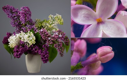 Flowers And Buds Of Syringa Vulgaris With 3x Magnification. Blooming Lilac In A Ceramic Vase