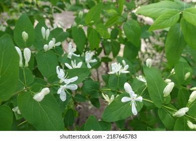 Flowers And Buds Of White Bush Honeysuckle In April