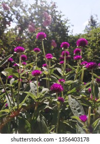 Flowers In Burnham Park, Baguio City