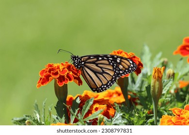 Flowers and butterflies photo Nice 