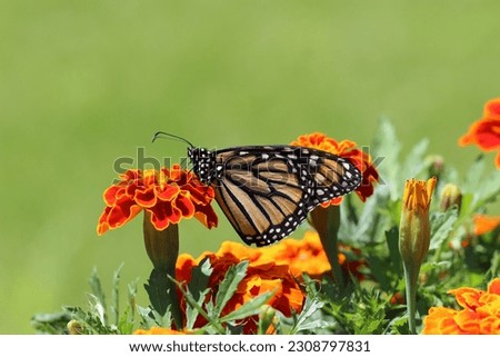 Flowers and butterflies photo Nice 