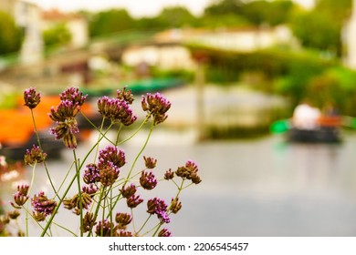 Flowers By River And Coulon Town In The Background. Deux Sevres, New Aquitaine Region, France