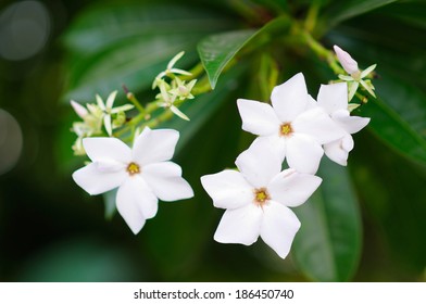 Flowers Of A Calabash Tree