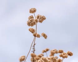 The Flowers Of A California Buckwheat Shrub (Eriogonum Fasciculatum) Against A Cloudy Sky.