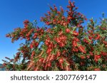 Flowers of Callistemon viminalis Captain Cook grown in a park