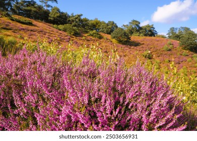 Flowers Calluna vulgaris . Flowering Calluna vulgaris. Bunch of purple scotch heather. Blooming heather plant. Purple pink heather in bloom - Powered by Shutterstock