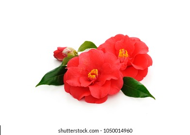 Flowers Of Camellia Japonica