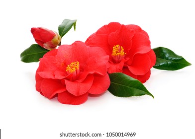 Flowers Of Camellia Japonica