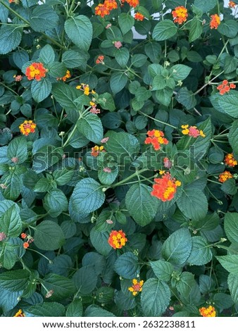 flowers in campus engineering faculty
