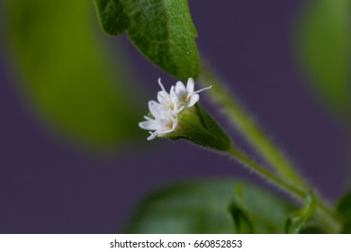 Flowers Of A Candyleaf Plant (Stevia Rebaudiana)