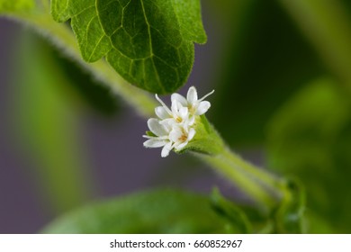 Flowers Of A Candyleaf Plant (Stevia Rebaudiana)