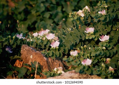 Flowers Of The Caper Plant - Sicily