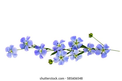 Flowers and capsule with seed flax (Linum usitatissimum) common names: common flax or linseed on a white background with space for text. Top view, flat lay - Shutterstock ID 585606548