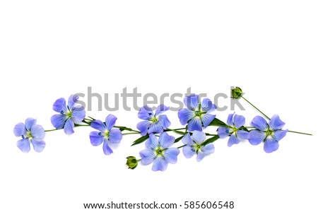 Flowers and capsule with seed flax (Linum usitatissimum) common names: common flax or linseed on a white background with space for text. Top view, flat lay