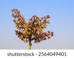 Flowers of a carob tree Ceratonia siliqua) in the Mediterranean nature in December isolated on whte background, Flower of a carob tree (Ceratonia siliqua) in the Mediterranean nature in December