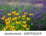 flowers of Carroll creek in Frederick maryland