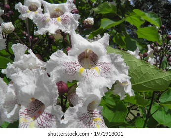 Flowers of the Catalpa tree, a genus of flowering plants in the family Bignoniaceae, native to warm temperate and subtropical regions of North America, the Caribbean, and East Asia.