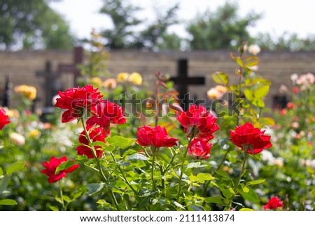 Flowers in the cemetery. Beautiful red roses on a background of black Christian crosses. Cemetery flowers. Flowers and crosses on the graves in the rays of the bright sun on a summer day.