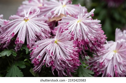 Flowers In The Cemetery. Water Drops On Flowers Standing On Graves. Rainy Weather On All Saints' Day.