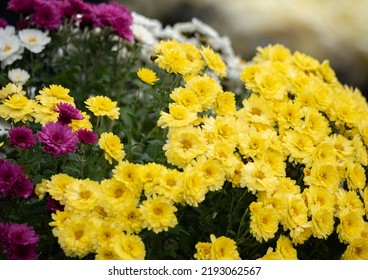 Flowers In The Cemetery. Water Drops On Flowers Standing On Graves. Rainy Weather On All Saints' Day.