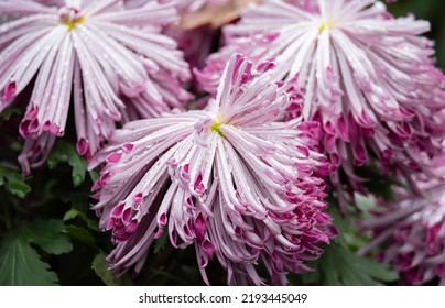 Flowers In The Cemetery. Water Drops On Flowers Standing On Graves. Rainy Weather On All Saints' Day.