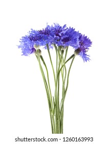 Blue Cornflower Herb Bachelor Button Flower Stock Photo 443397124 ...