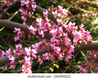 Flowers Of Cercis Canadensis, Eastern Redbud,