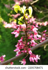 Flowers Of Cercis Canadensis, Eastern Redbud,