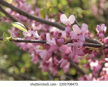 Flowers Of Cercis Canadensis, Eastern Redbud,