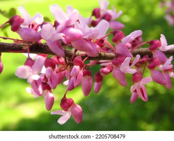 Flowers Of Cercis Canadensis, Eastern Redbud,