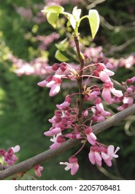 Flowers Of Cercis Canadensis, Eastern Redbud,