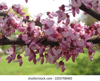 Flowers Of Cercis Canadensis, Eastern Redbud,