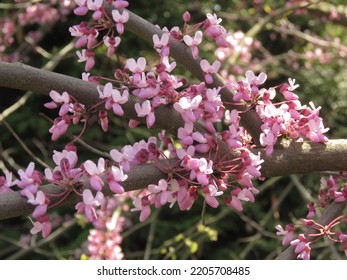 Flowers Of Cercis Canadensis, Eastern Redbud,