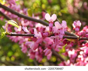 Flowers Of Cercis Canadensis, Eastern Redbud,