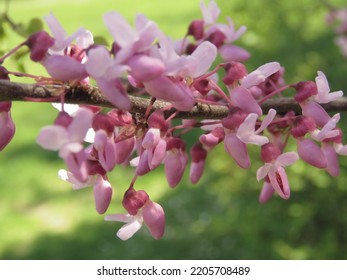 Flowers Of Cercis Canadensis, Eastern Redbud,