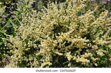 Flowers Of The Chapparal, Santa Susana Mountains, California