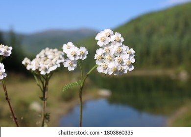 Flowers At Chena Hot Springs In Alaska