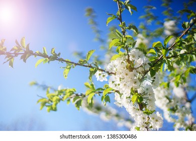 Flowers, cherry blossoms on the branches on a spring day. Beautiful spring background. Spring flowering in the garden wallpaper. Beautiful blossoming flowers of apple trees in the park.