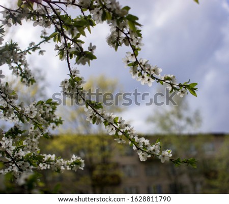 Flowers, cherry blossoms on the branches on a spring day. Beautiful spring background. Spring flowering in the garden wallpaper. Beautiful blossoming flowers of apple trees in the park.